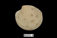 藏品(灰鏡蛤)的圖片